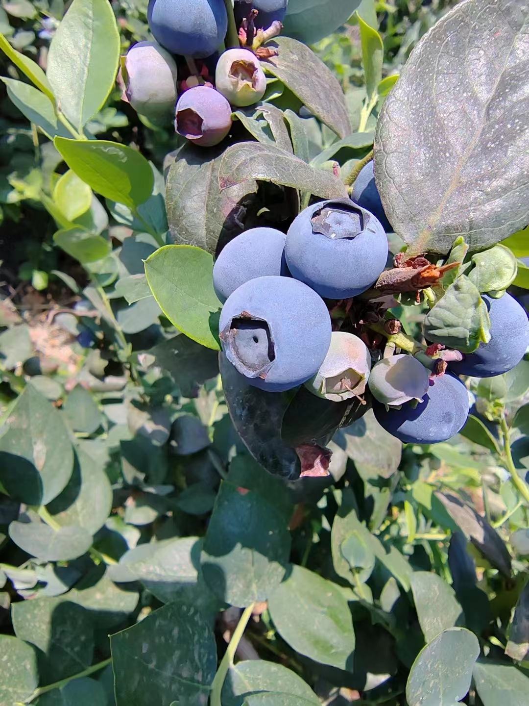health Blueberry
