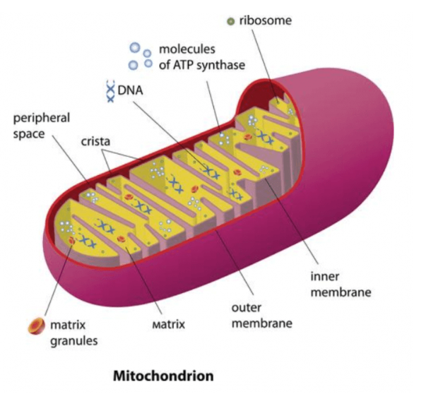 mitochondrion function