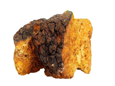 Chaga Mushroom extract