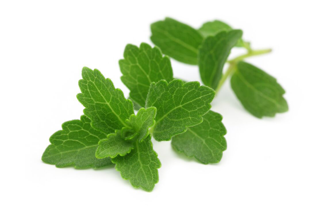 Stevia powder