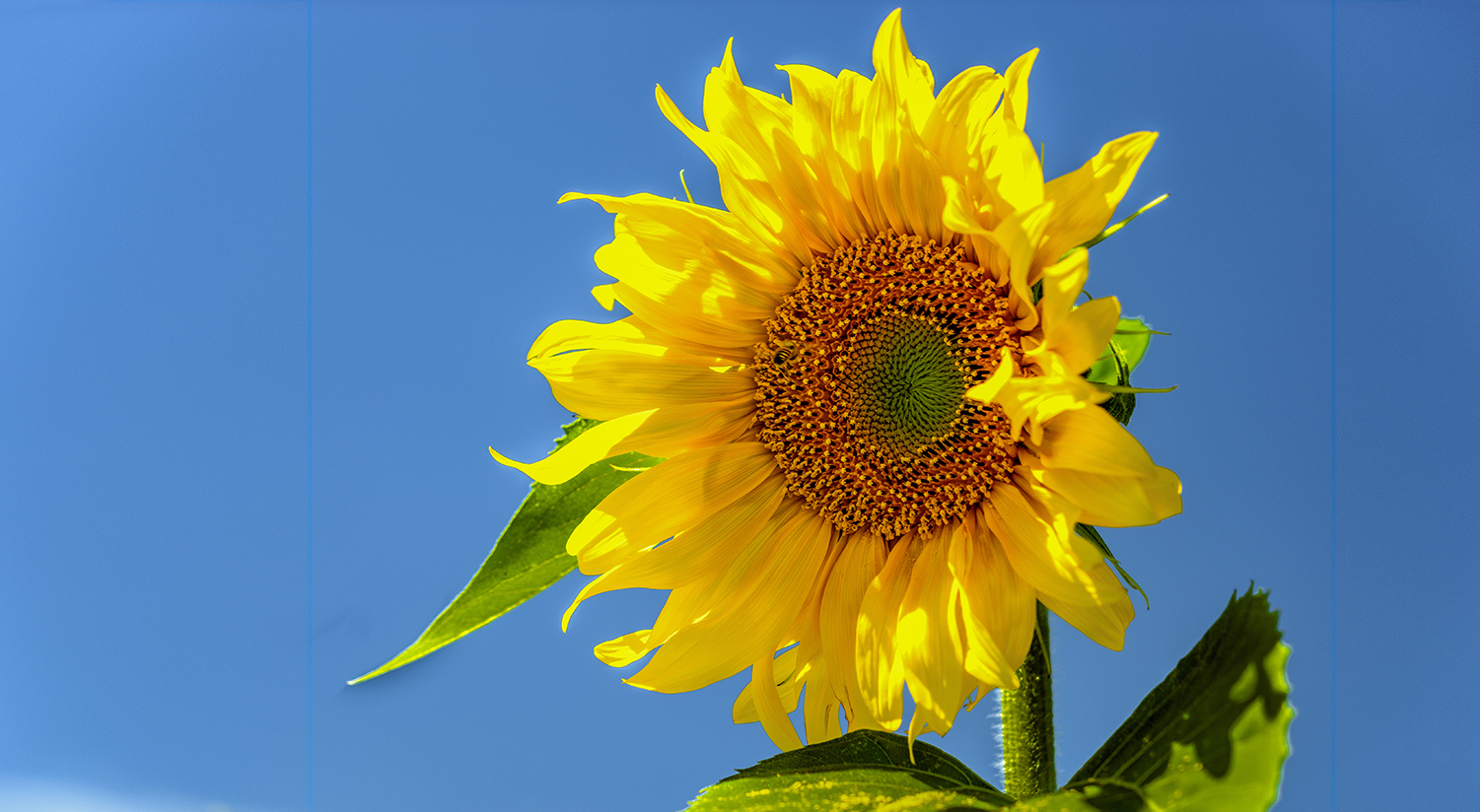 Sunflower extract picture