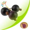 Black currant extract