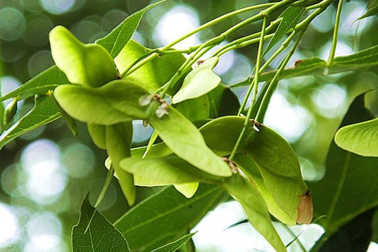 Acer truncatum seed extract