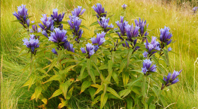 Gentian extract picture