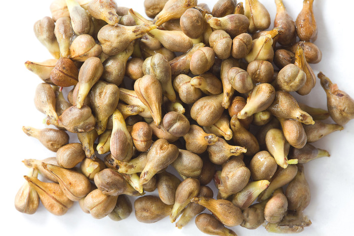 Proanthocyanidins 95%