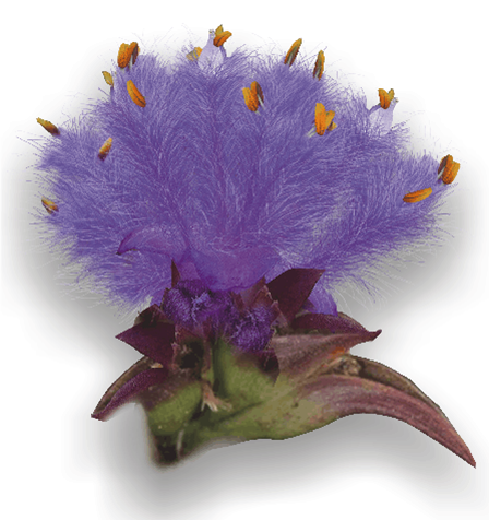 Cyanotis arachnoidea herb