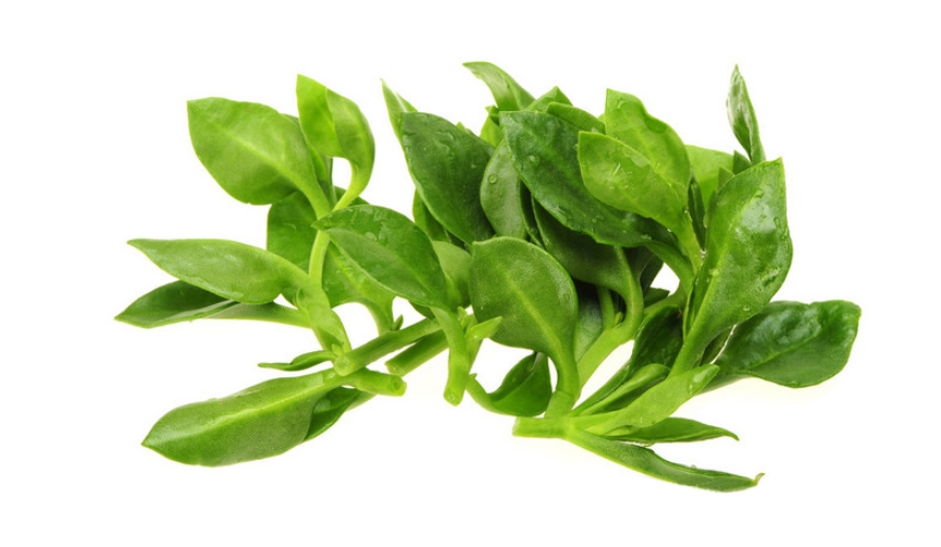 Andrographis Paniculate picture