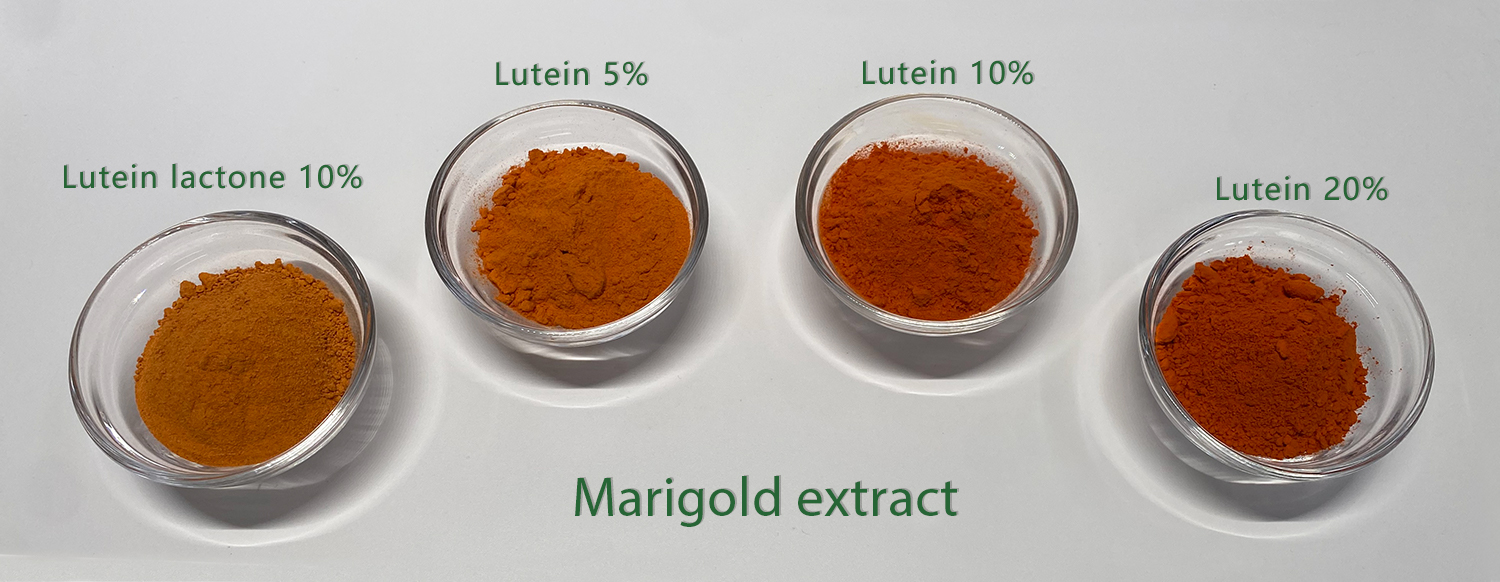 Marigold extract